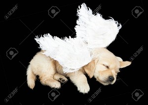  cute golden retriever chó con wearing costumes