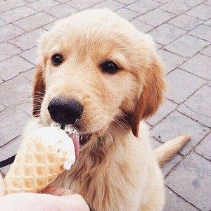  cute golden retrievers eating ice cream
