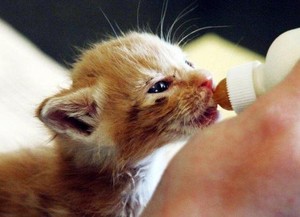  cute chatons drinking bottle