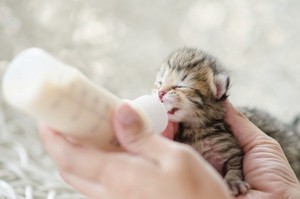  cute kittens drinking bottle