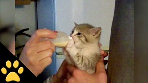  cute gattini drinking bottle