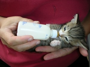 cute gattini drinking bottle
