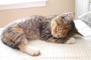  cute gatitos enjoying a kitty nap