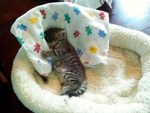  cute 子猫 enjoying a kitty nap