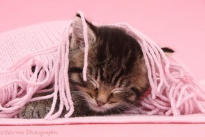  cute mèo con enjoying a kitty nap