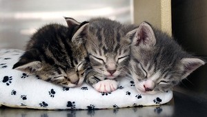  cute Kätzchen enjoying a kitty nap