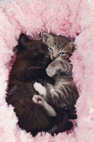  cute kittens enjoying a kitty nap