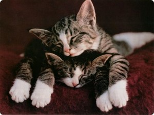  cute gattini enjoying a kitty nap