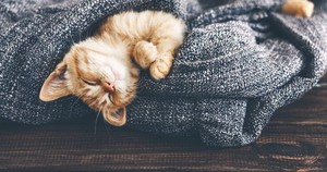  cute gatitos enjoying a kitty nap