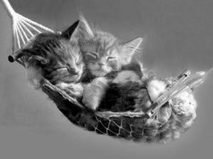  cute 고양이 enjoying a kitty nap