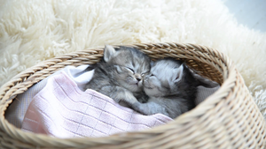  cute 小猫 enjoying a kitty nap