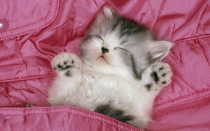  cute mga kuting enjoying a kitty nap