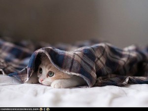  cute 子猫 playing hide and seek