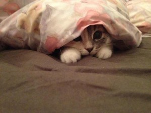  cute mèo con playing hide and seek