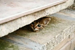  cute Kätzchen playing hide and seek
