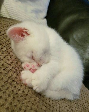  cute 子猫 sleeping
