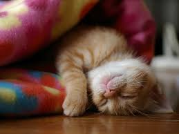  cute gatinhos sleeping
