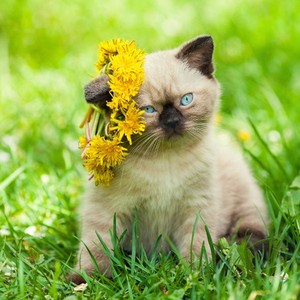  cute gattini with fiori