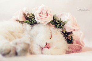  cute 子猫 with お花