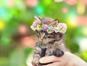  cute anak kucing with Bunga