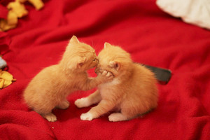  cute kitties