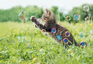  cute kitties playing with soap bubbles