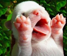  cute newborn Cuccioli