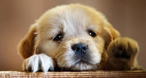  cute newborn chó con