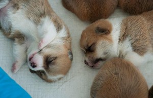  cute newborn cachorrinhos