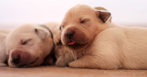  cute newborn anak anjing