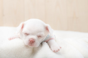  cute newborn chó con