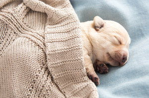  cute newborn anak anjing