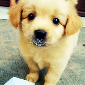  cute anak anjing eating ice cream