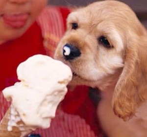  cute Cuccioli eating ice cream