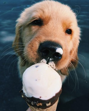  cute 小狗 eating ice cream