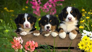 cute puppies
