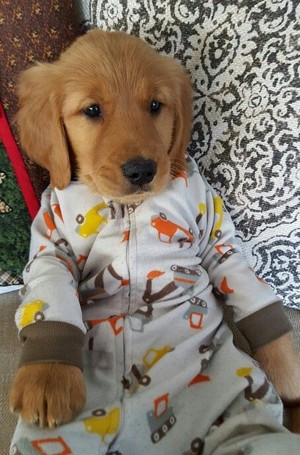 cute puppies wearing clothes
