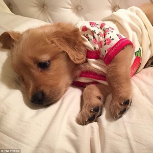 cute puppies wearing clothes