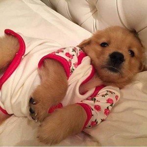 cute puppies wearing clothes