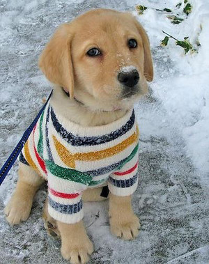  cute cachorrinhos wearing clothes