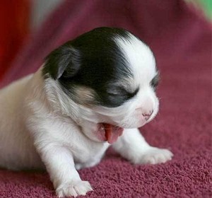 cute puppies yawning