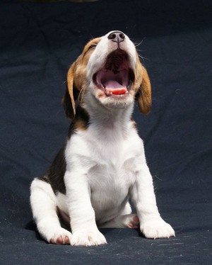  cute puppies yawning