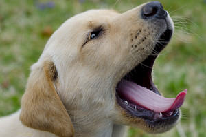  cute puppies yawning