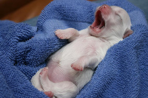  cute mtoto wa mbwa yawning
