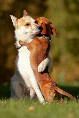 cute کتے hugs