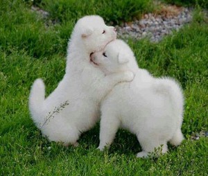 cute puppy hugs