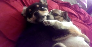  cute 子犬 hugs