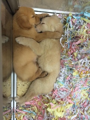  cute 子犬 hugs