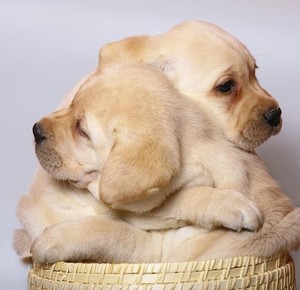 cute puppy hugs