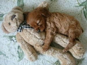  cute puppy hugs